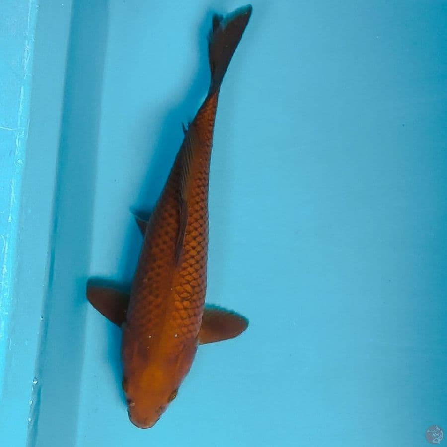chagoi 35cm fm