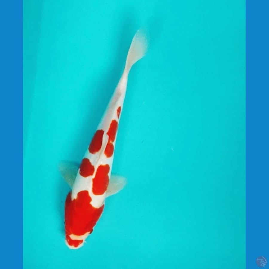 kohaku doitsu 27cm