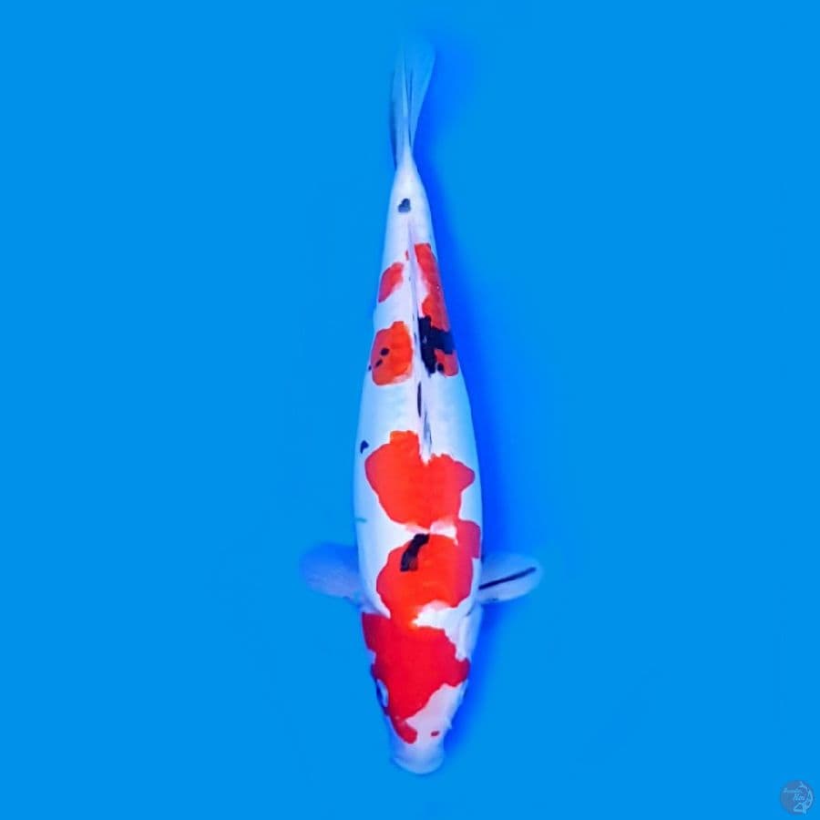 Doitsu 31 cm female