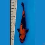 Hi Utsuri Ginrin 26cm A