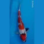 Maruten Showa Tategoi 26cm