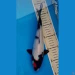 Tancho Showa 26cm 