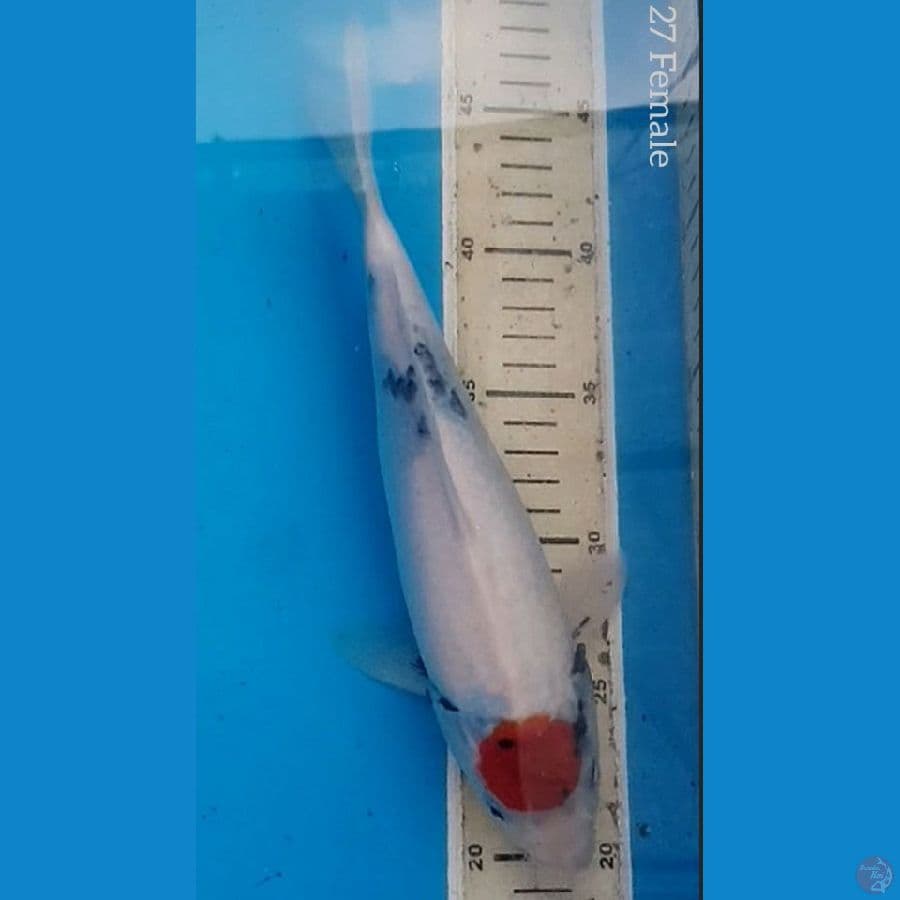 Tancho Showa Tategoi 27cm