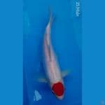 Tancho Kohaku Doits 25cm HQ