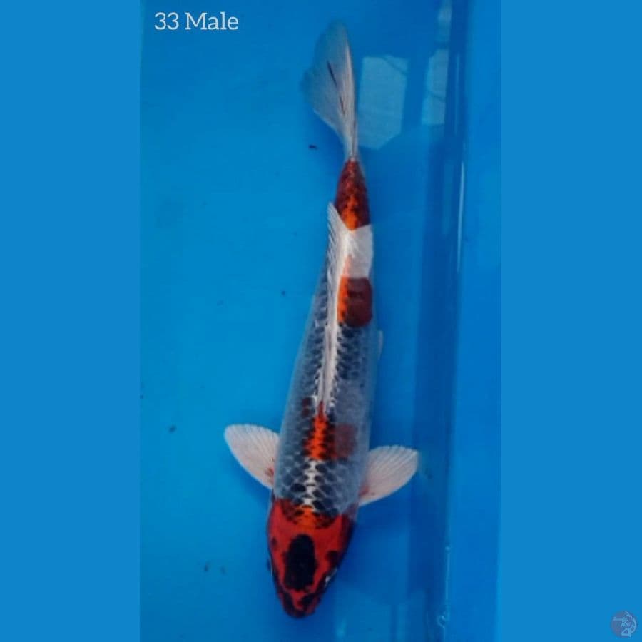 Kujaku 33cm