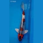 Kujaku 33cm 