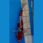 Goshiki Ginrin 30cm SQ
