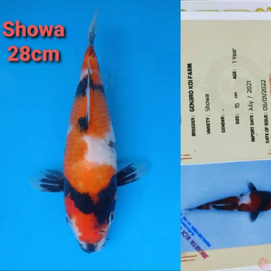 GENJIRO SHOWA 28cm