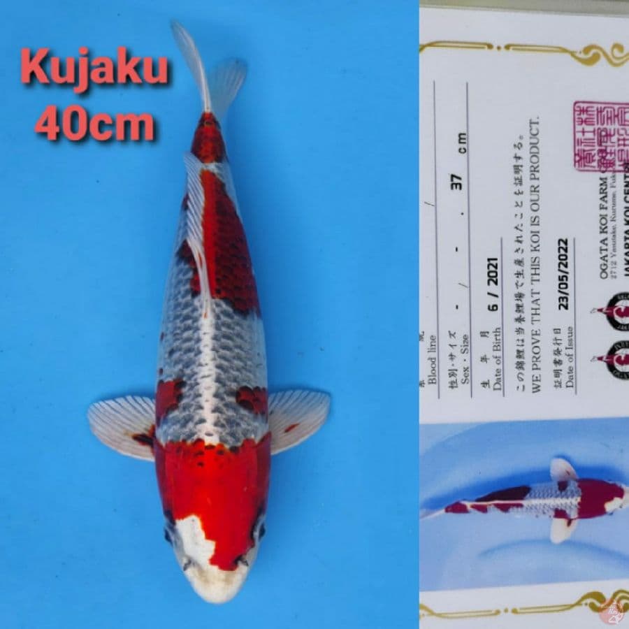OGATA KUJAKU 40CM