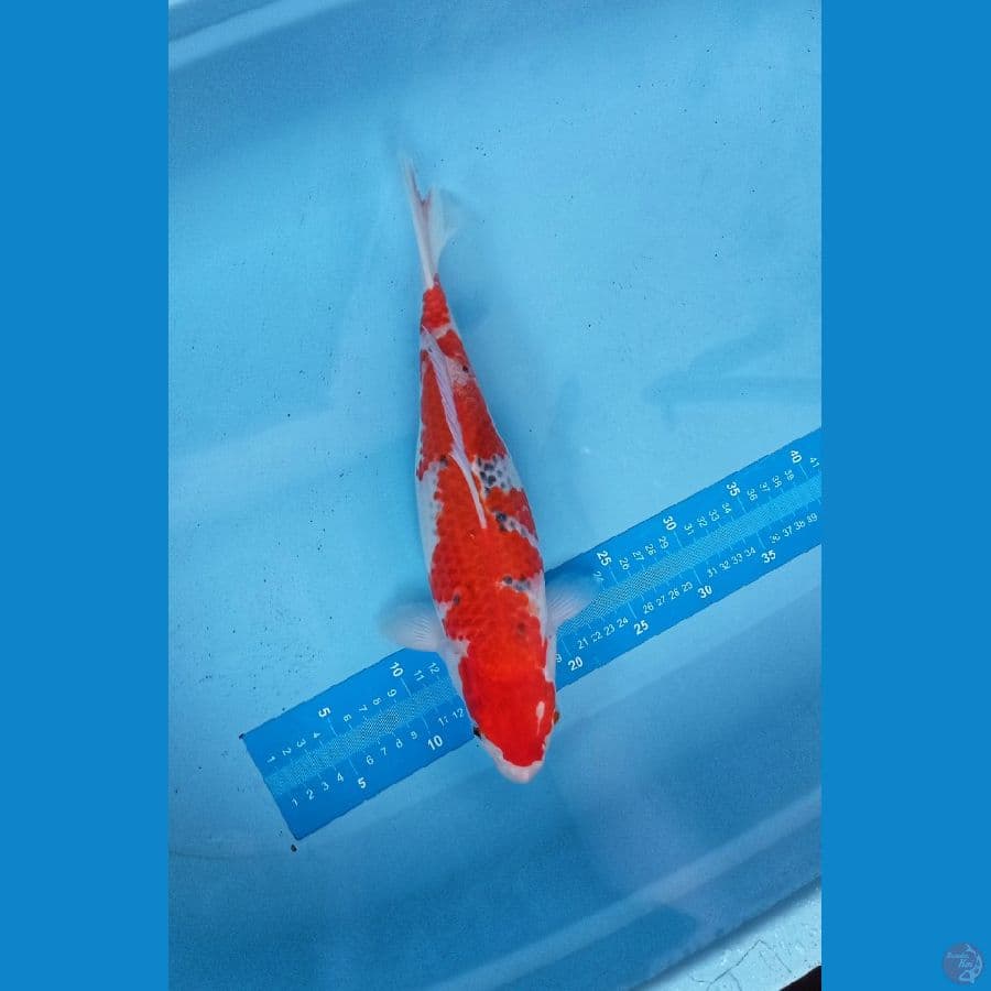 ghosiki 38CM F