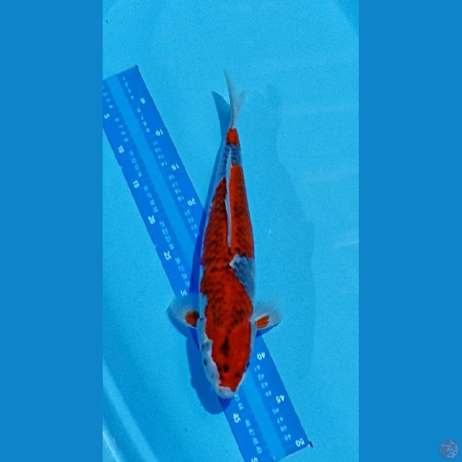 GHOSIKI MOTO AKA SIZE 40 MALE