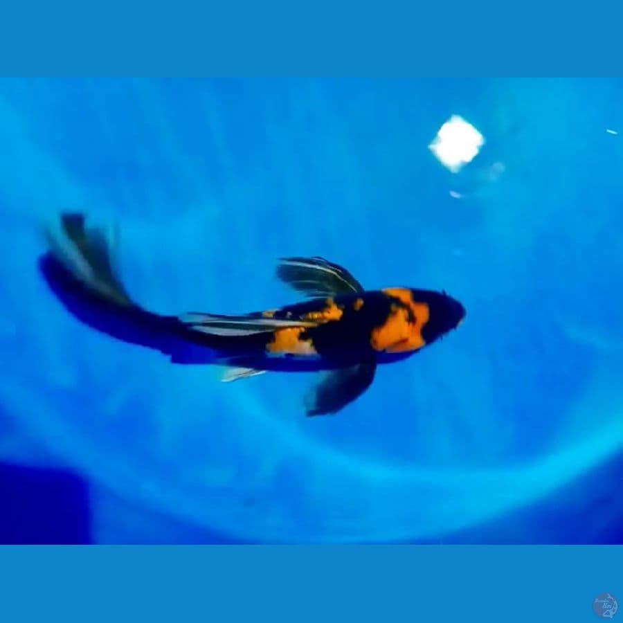 showa selayer 37 cm male 