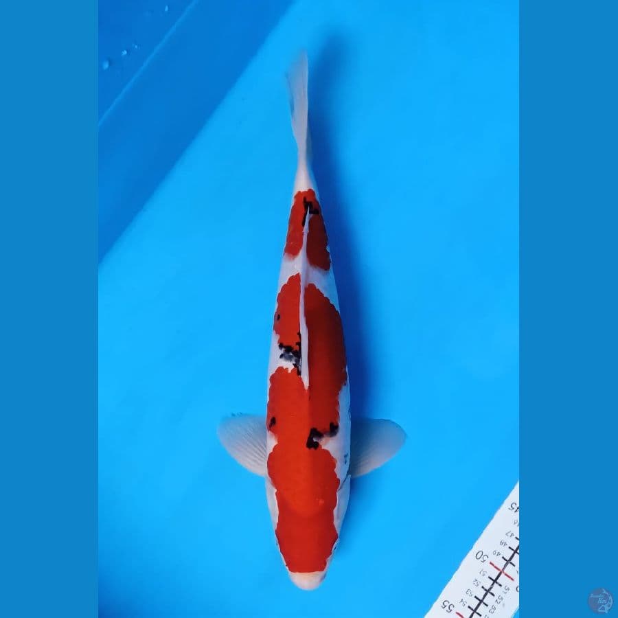 sanke inazuma 45 cm.male