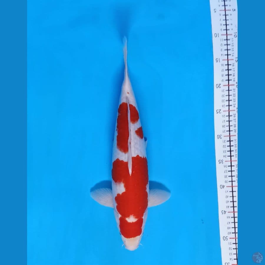 kohaku body hot 40cm male