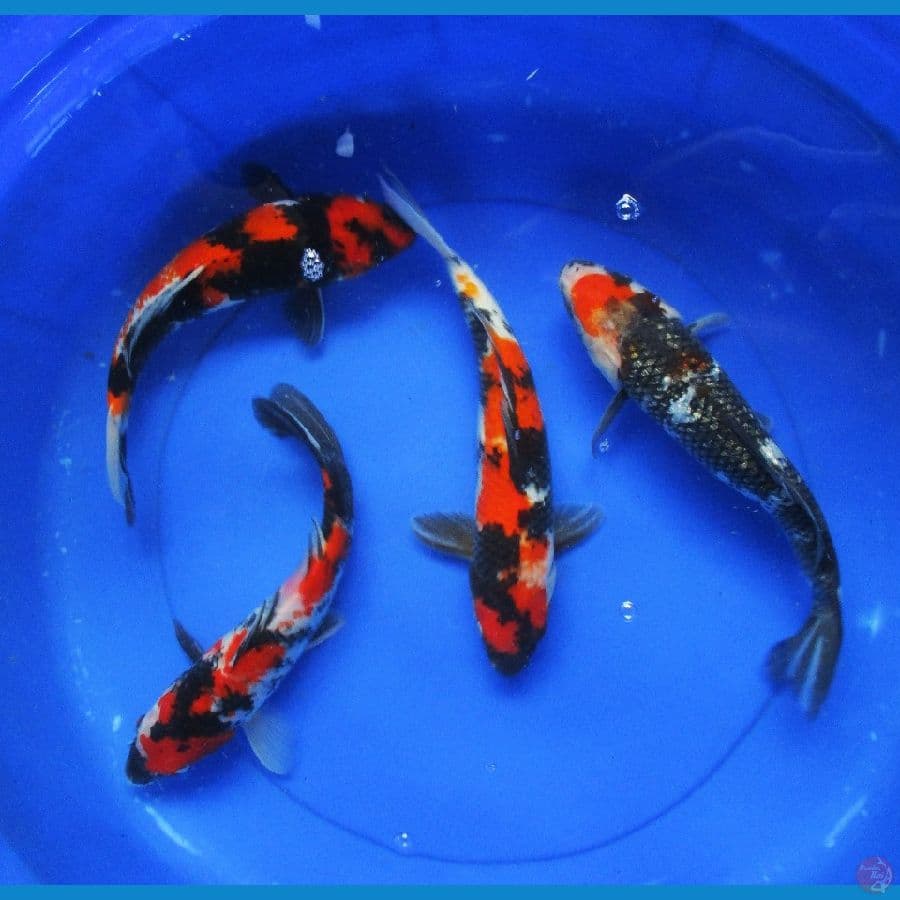 ±30cm