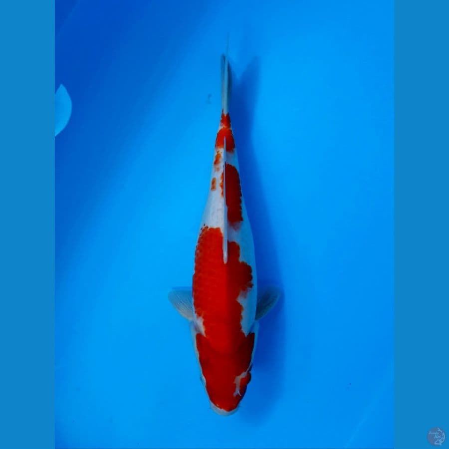 KOHAKU 35CM - FEMALE