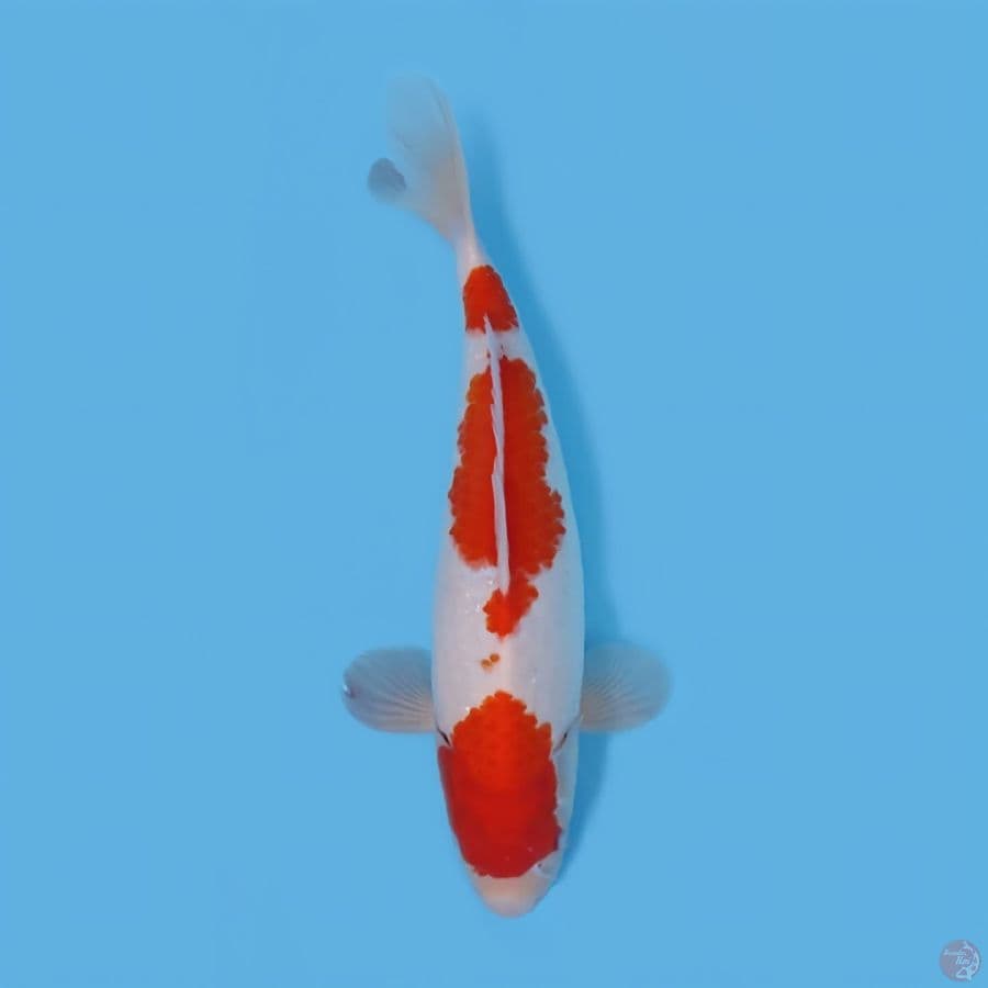 KOHAKU JUMBO 42CM - FEEMALE