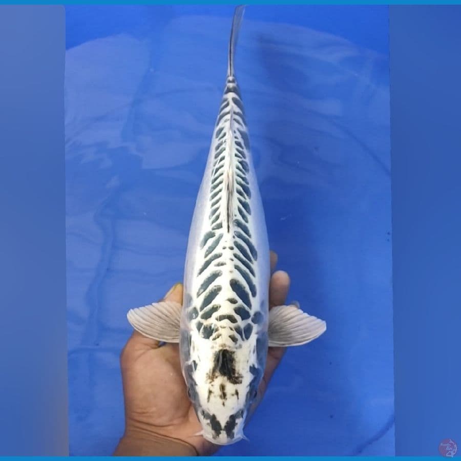 MUKASIDOID 40CM