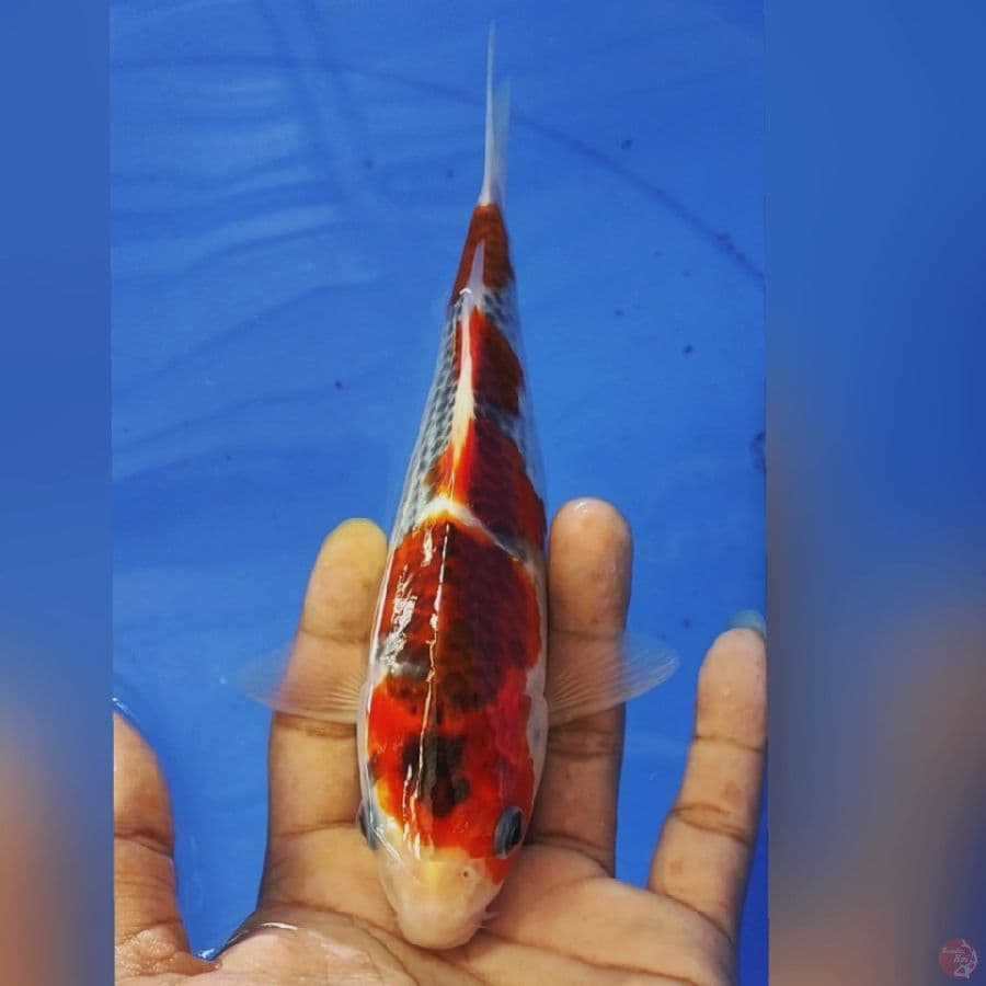 GHOSIKI 23CM