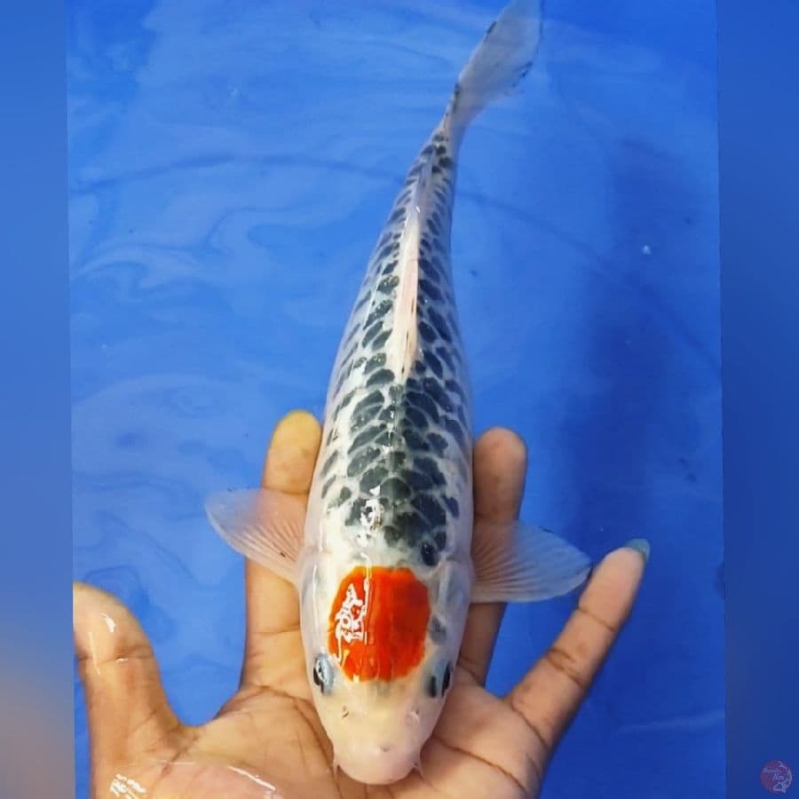 TC GHOSIKI DOID 28CM