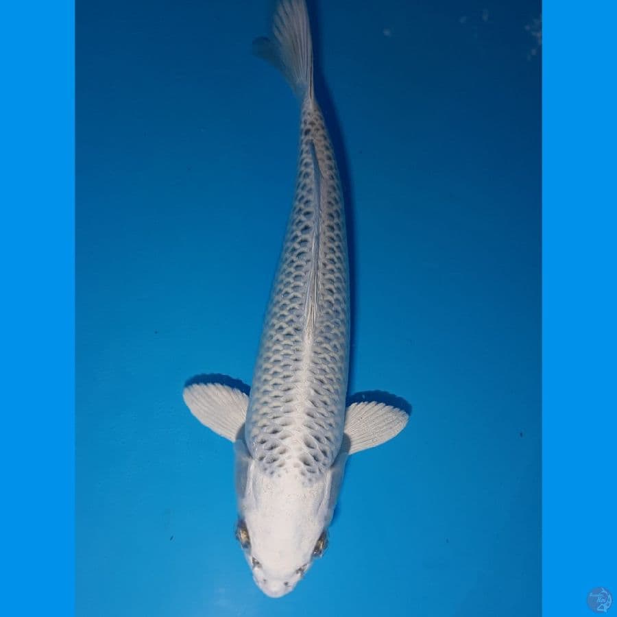 Gin Matsuba Siap Show (28cm)