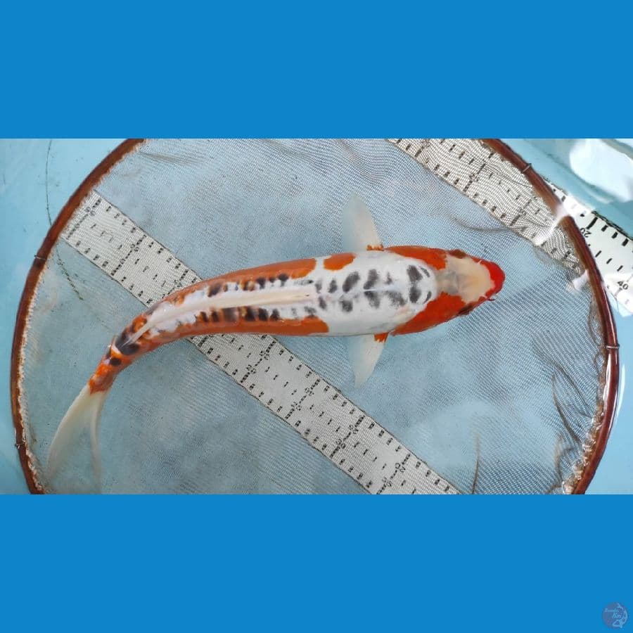 susui 33cm