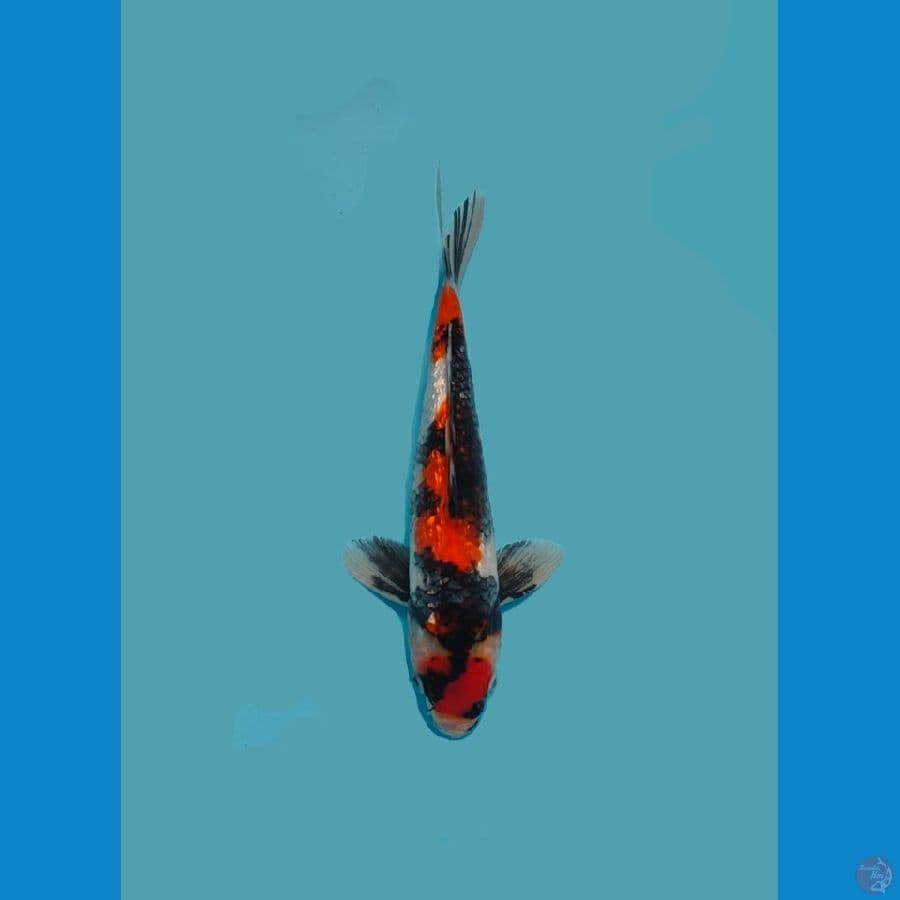 Maruten Showa Ginrin 28cm