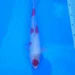 Kohaku strong original