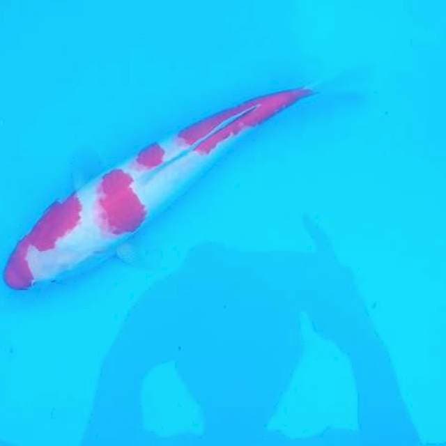 Kohaku