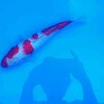 Kohaku