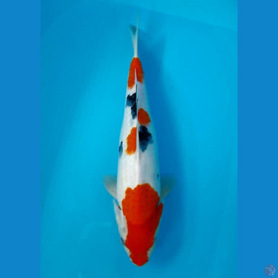 SANKE 34cm FEEMALE