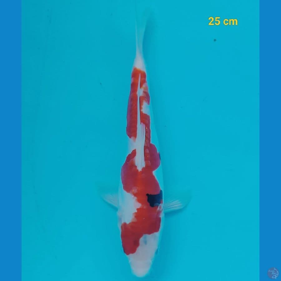 Showa Doit 25 cm