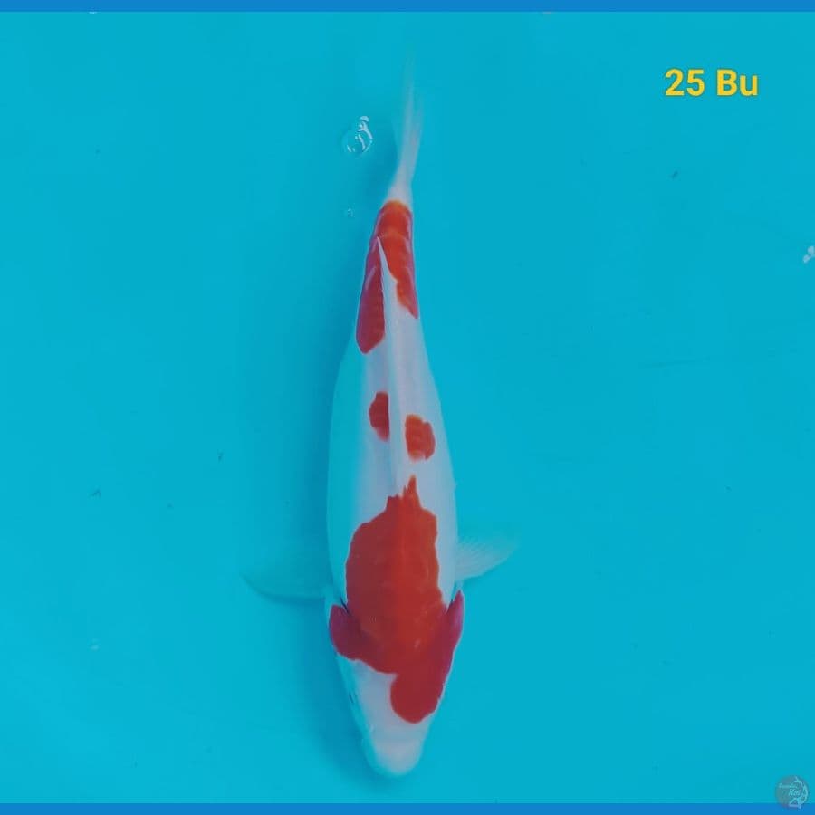 Kohaku 25 cm
