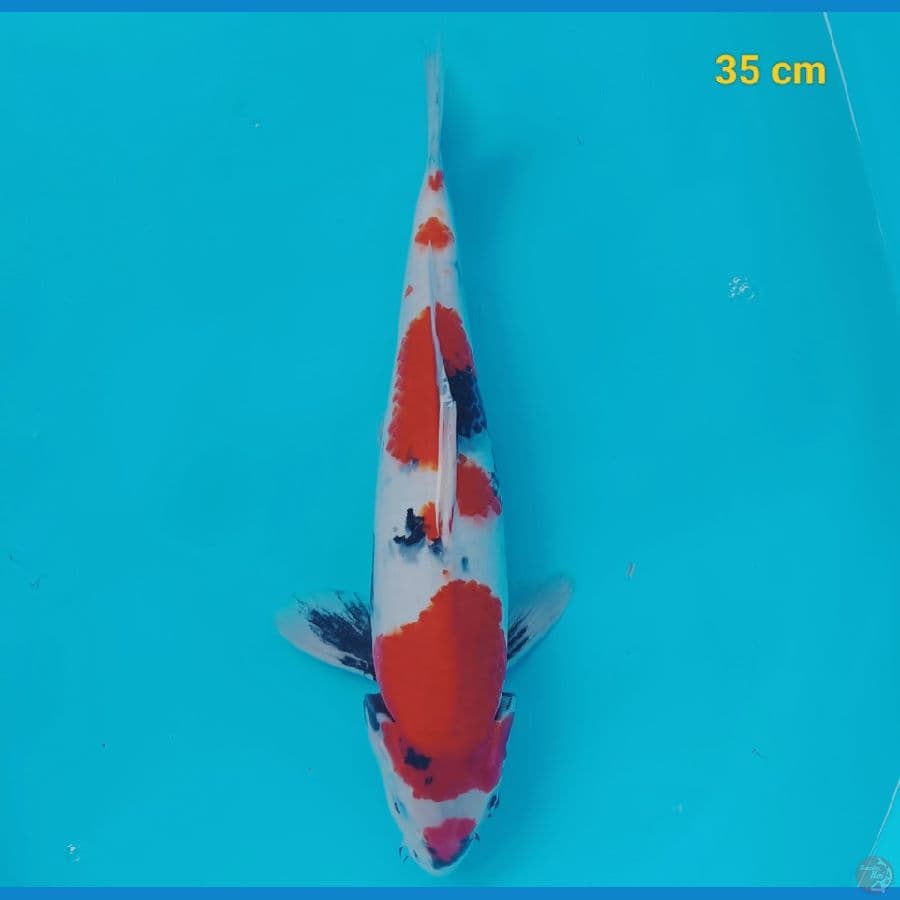 Showa 35 cm