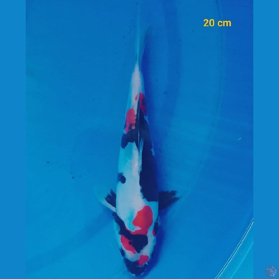Showa Doit 20 cm