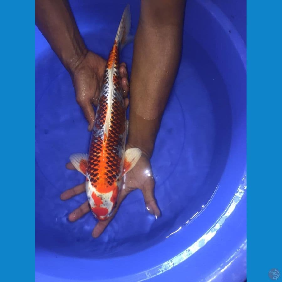 Male 40 cm 
