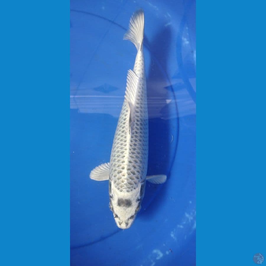 matshuba 33cm