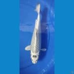 matshuba 33cm