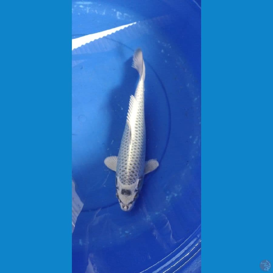 matshuba 33cm