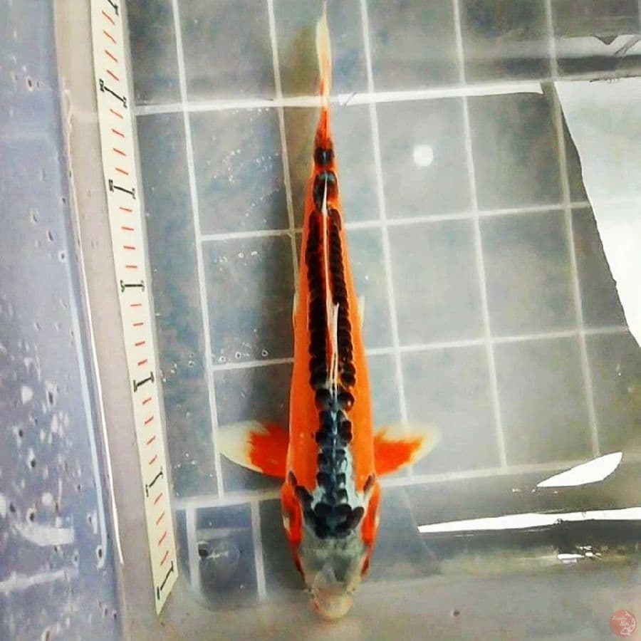 Hana Shusui 32CM