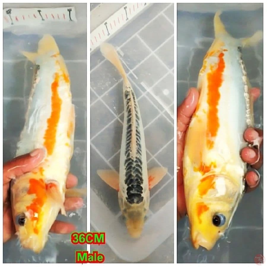 Hana Shusui 36CM
