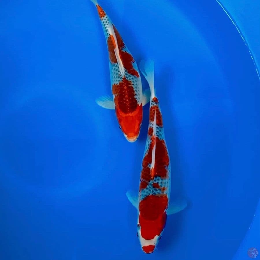 Duo Goshiki 30cm 