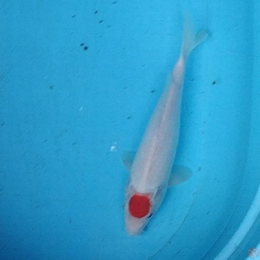 tc Kohaku 28cm