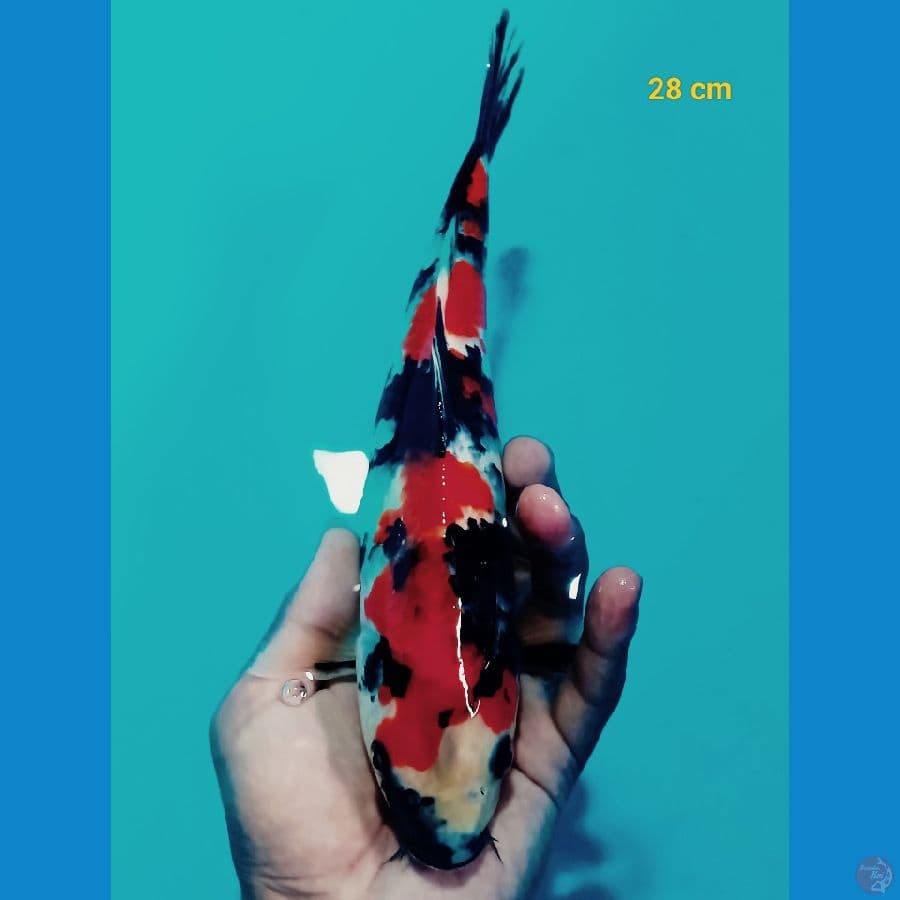 Showa 28 cm
