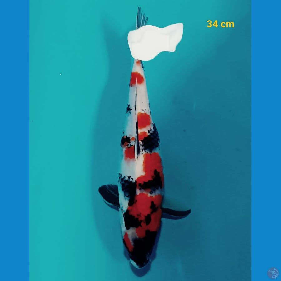 Kindai 34 cm