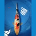 sanke ginrin 35cm