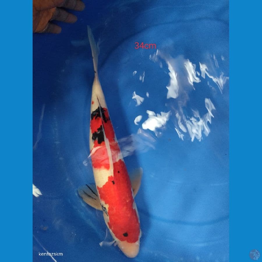 sanke 34cm