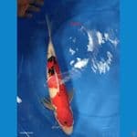 sanke 34cm