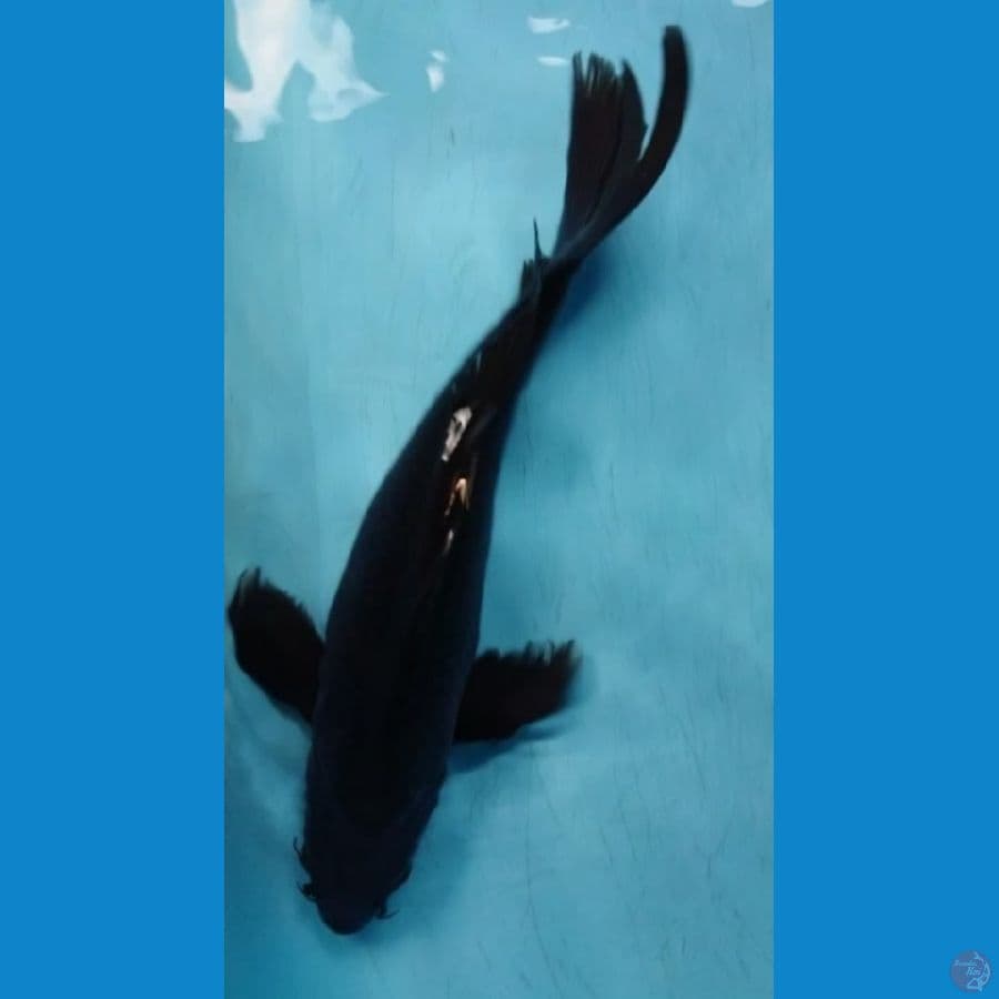 Kumpay Karashu 40cm