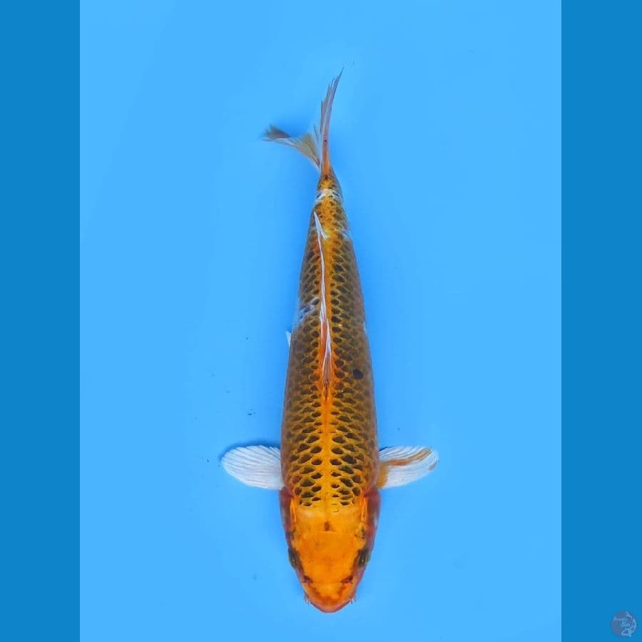 35cm - Yellow Kujaku